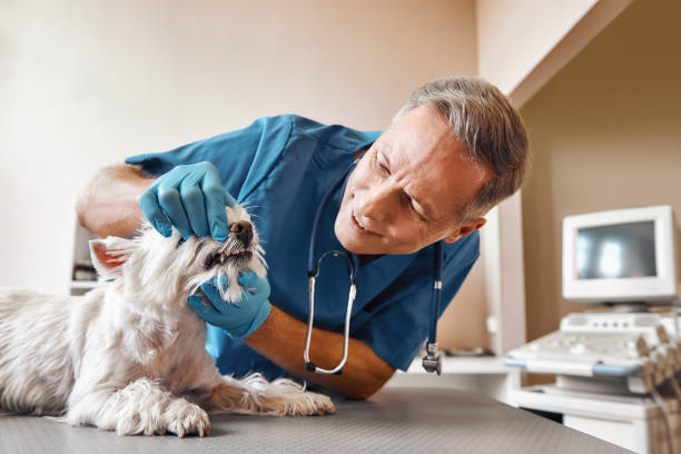 Best Weekend Emergency Dentist in Camp Springs, MD